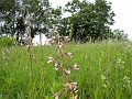 19_Epipactis des marais _1